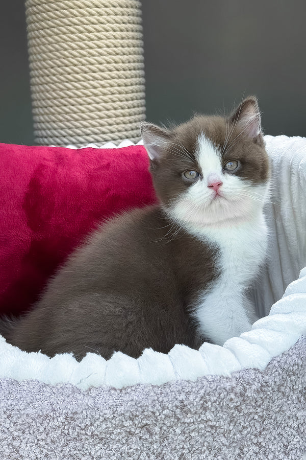 Velvet | British Shorthair Kitten