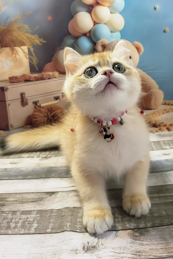 Venya | British Shorthair Kitten