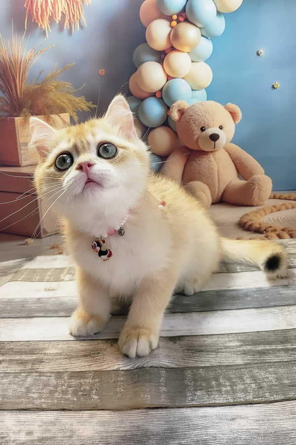 Venya | British Shorthair Kitten