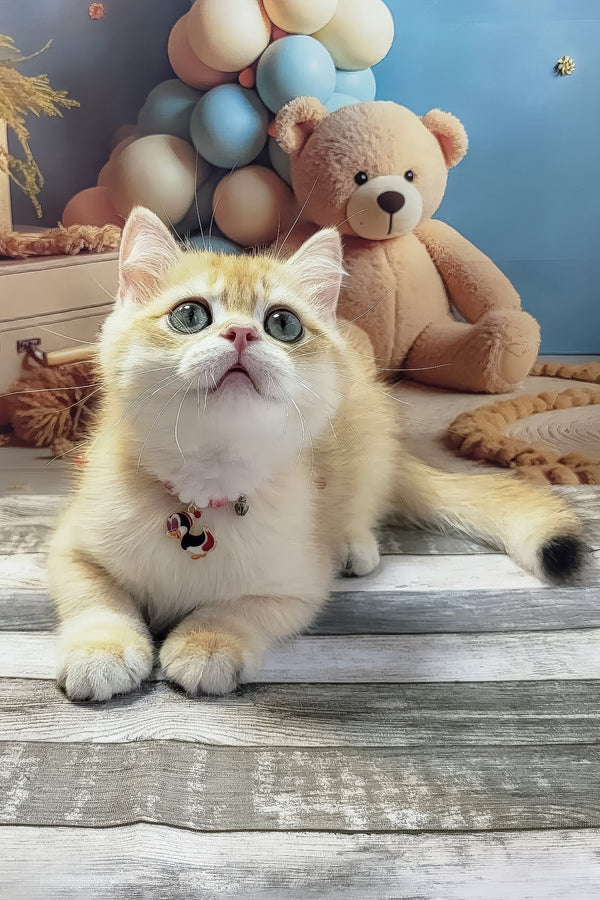 Venya | British Shorthair Kitten