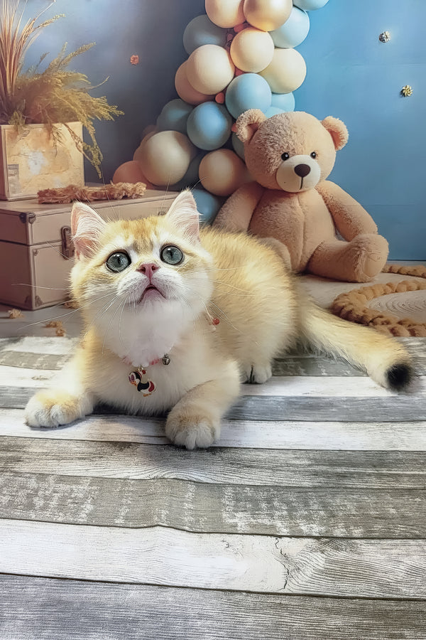 Venya | British Shorthair Kitten