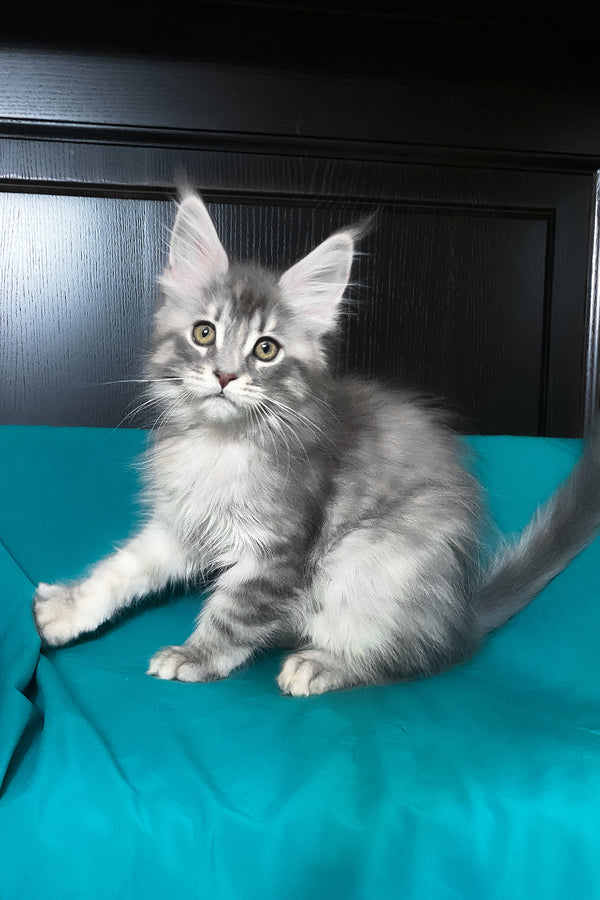 Verona | Maine Coon Kitten