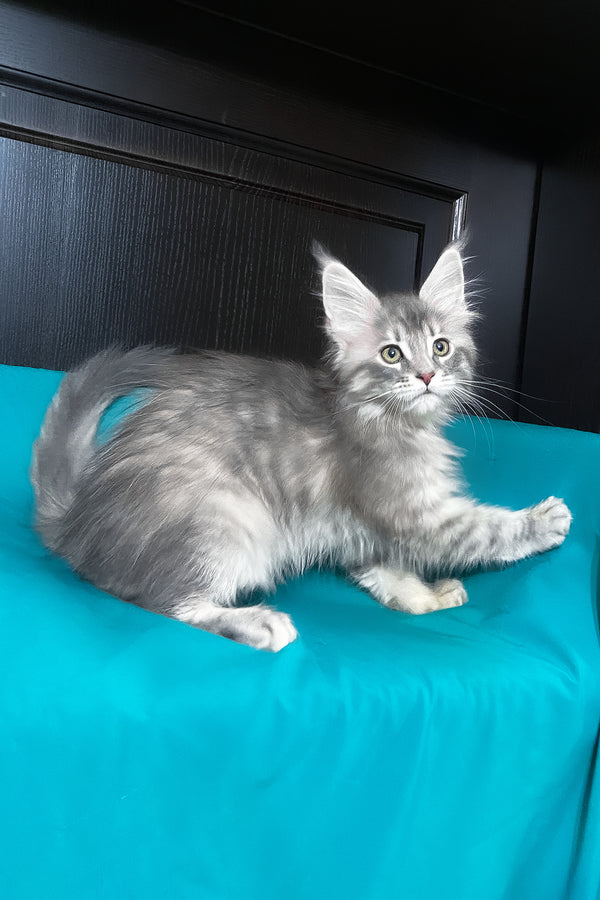 Verona | Maine Coon Kitten