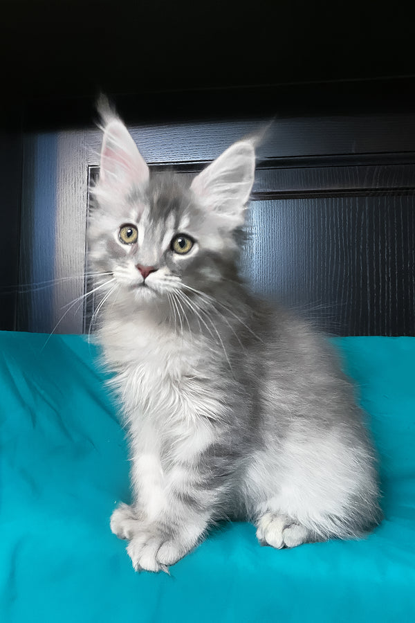Verona | Maine Coon Kitten