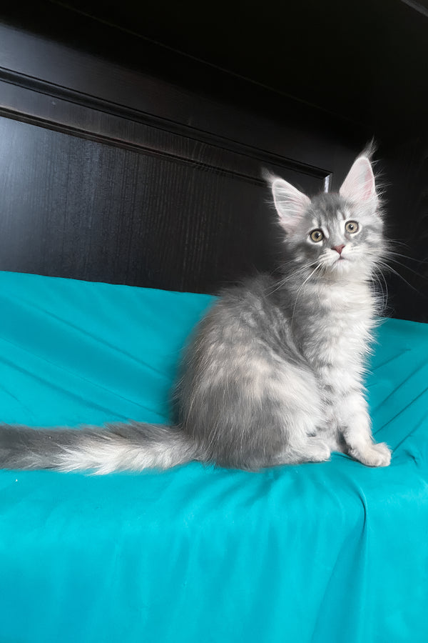 Verona | Maine Coon Kitten