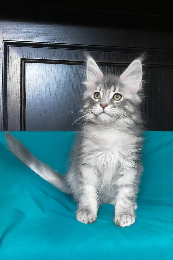 Verona | Maine Coon Kitten