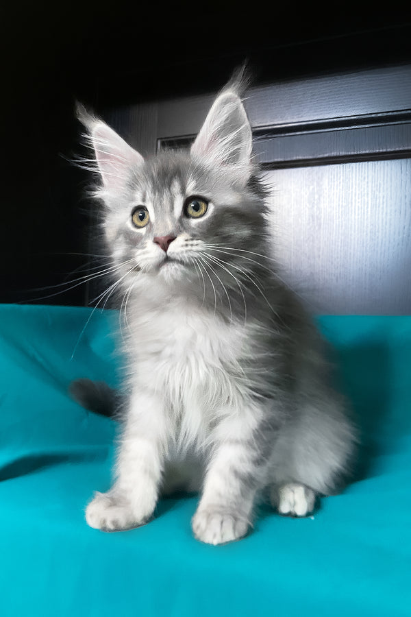 Verona | Maine Coon Kitten