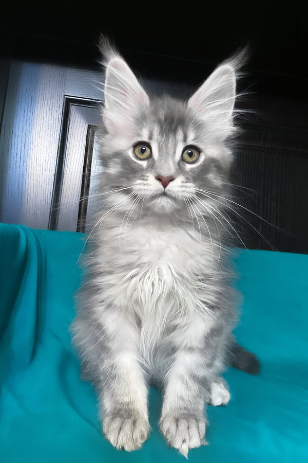 Verona | Maine Coon Kitten