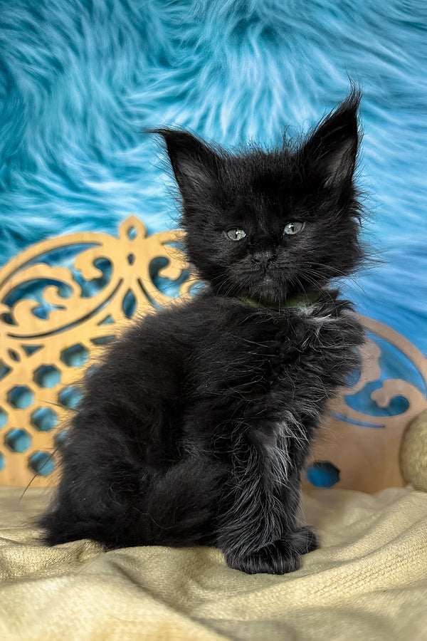 Veres | Maine Coon Kitten