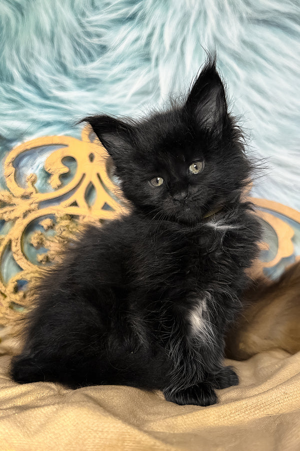 Veres | Maine Coon Kitten