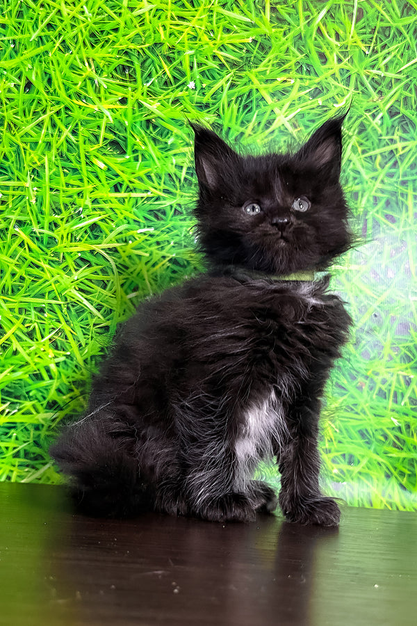 Veres | Maine Coon Kitten