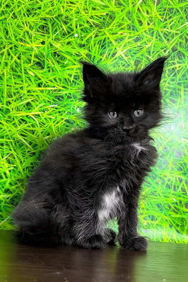 Veres | Maine Coon Kitten