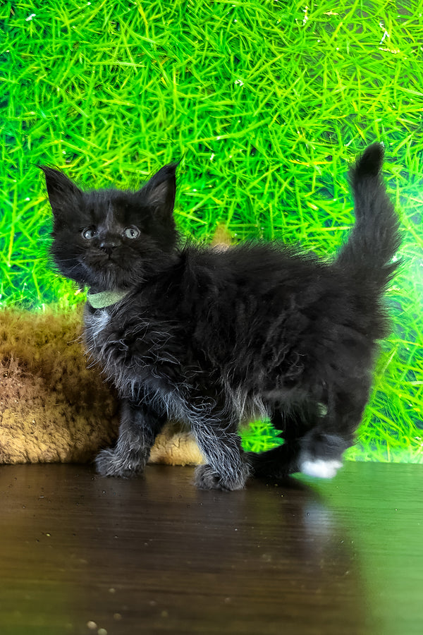 Veres | Maine Coon Kitten