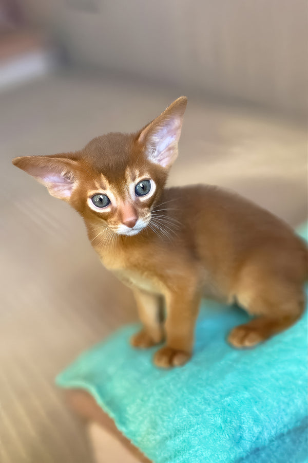 Verona | Abyssinian Kitten