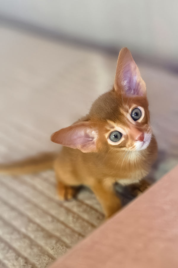 Verona | Abyssinian Kitten
