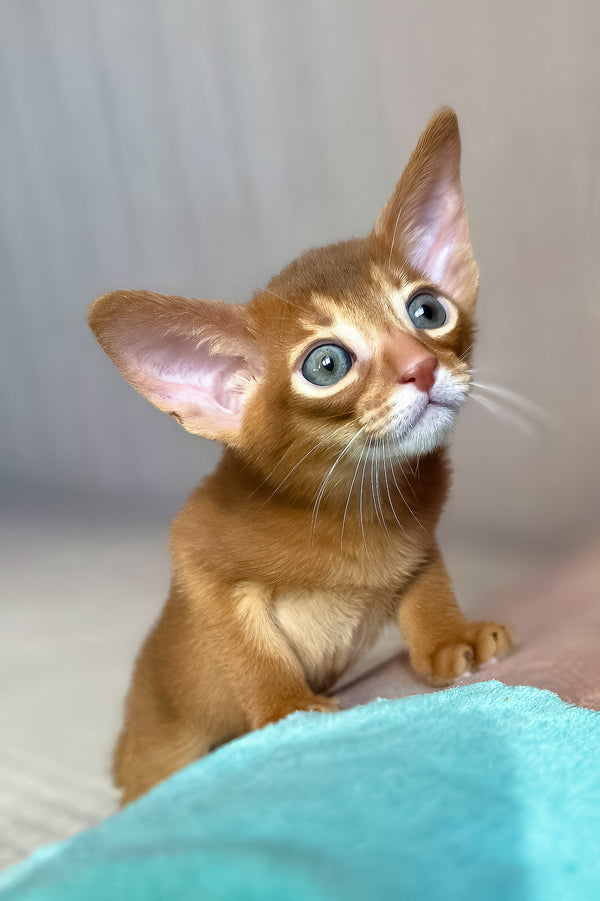 Verona | Abyssinian Kitten