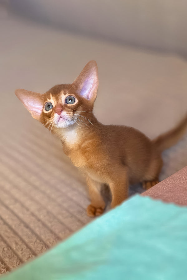 Verona | Abyssinian Kitten