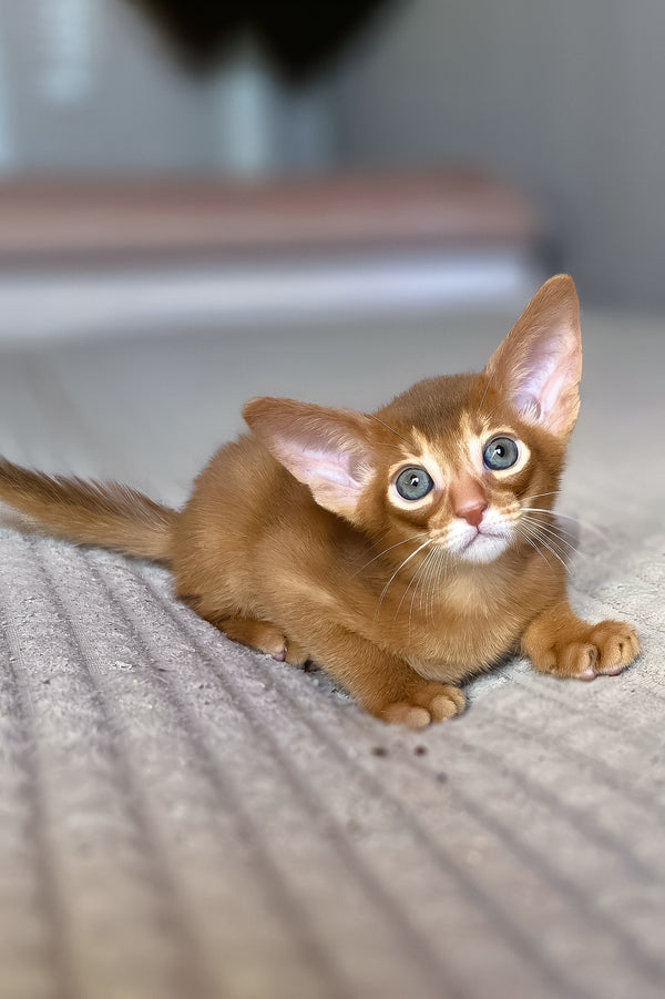 Verona | Abyssinian Kitten