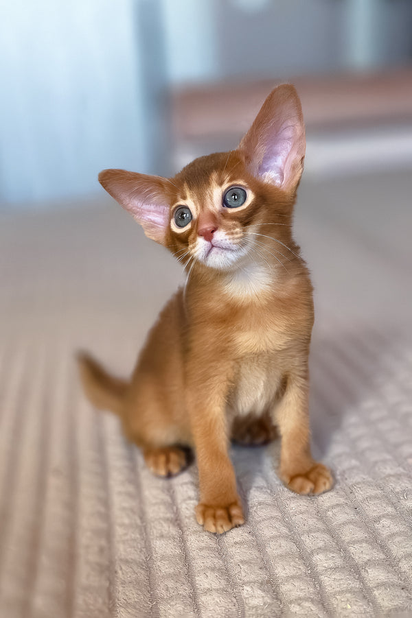 Verona | Abyssinian Kitten