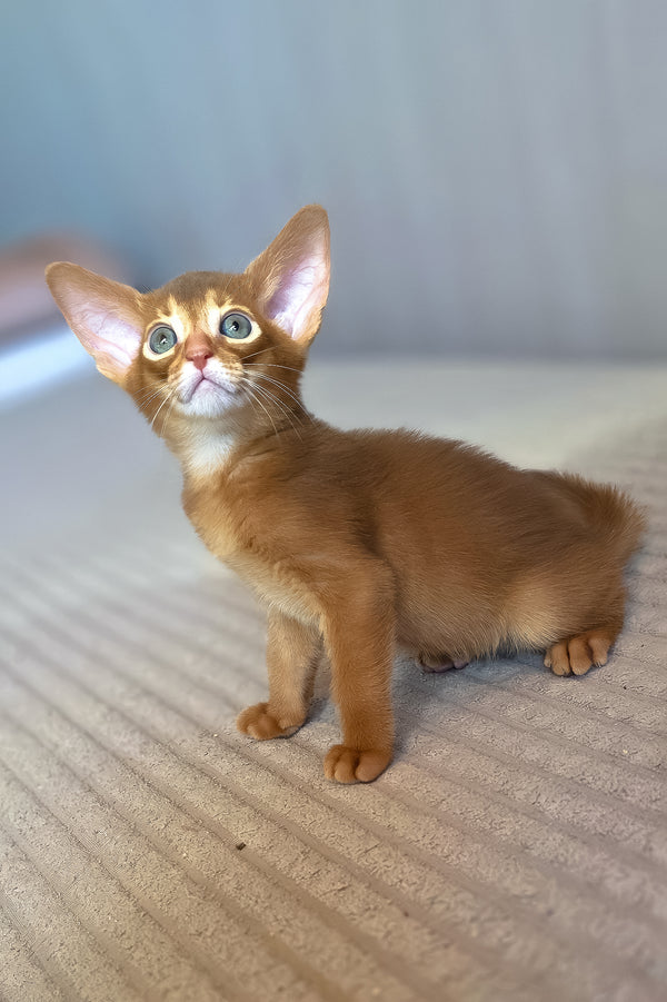 Verona | Abyssinian Kitten