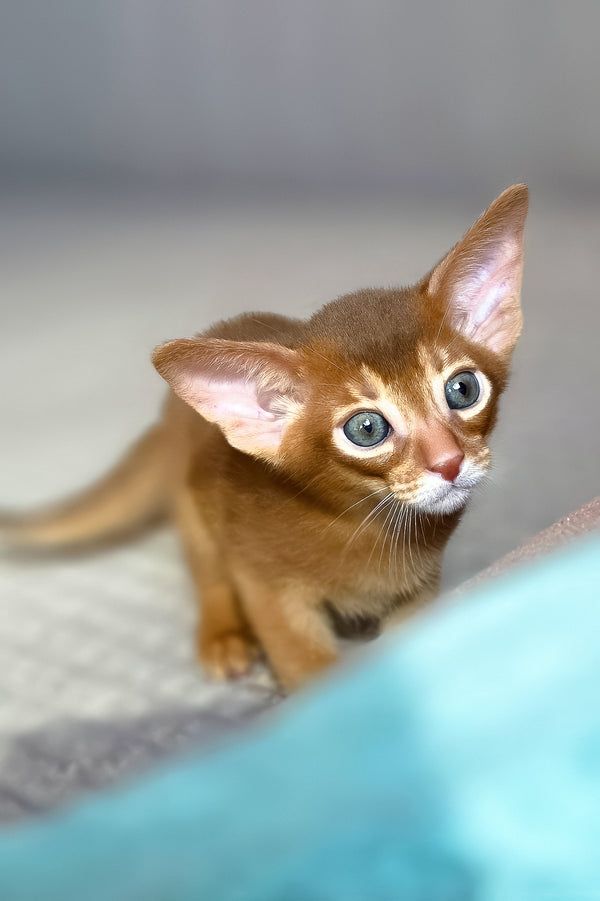 Verona | Abyssinian Kitten