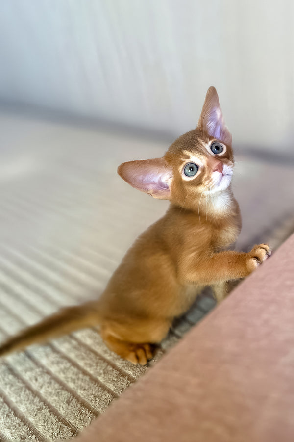 Verona | Abyssinian Kitten