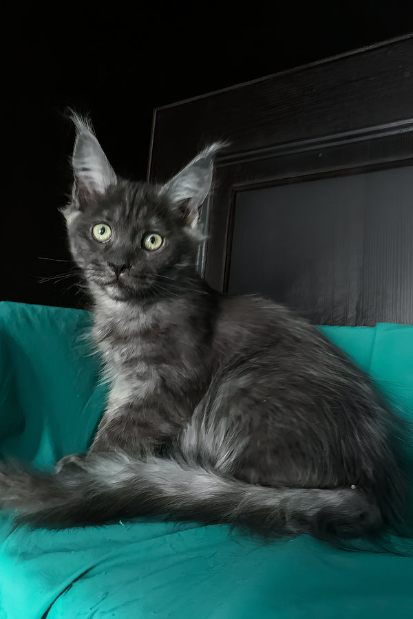 Vienna | Maine Coon Kitten