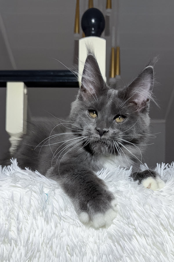 Viking | Maine Coon Kitten