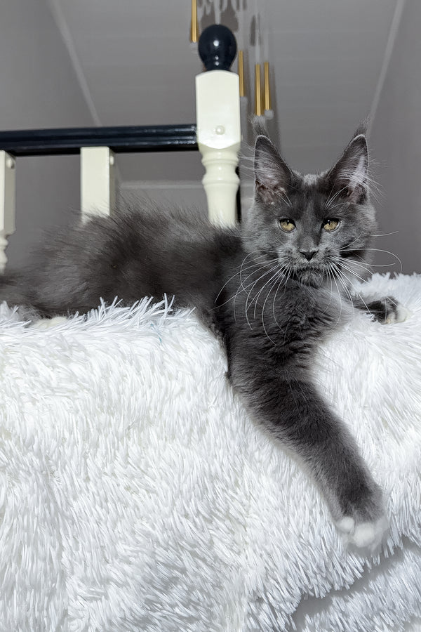 Viking | Maine Coon Kitten