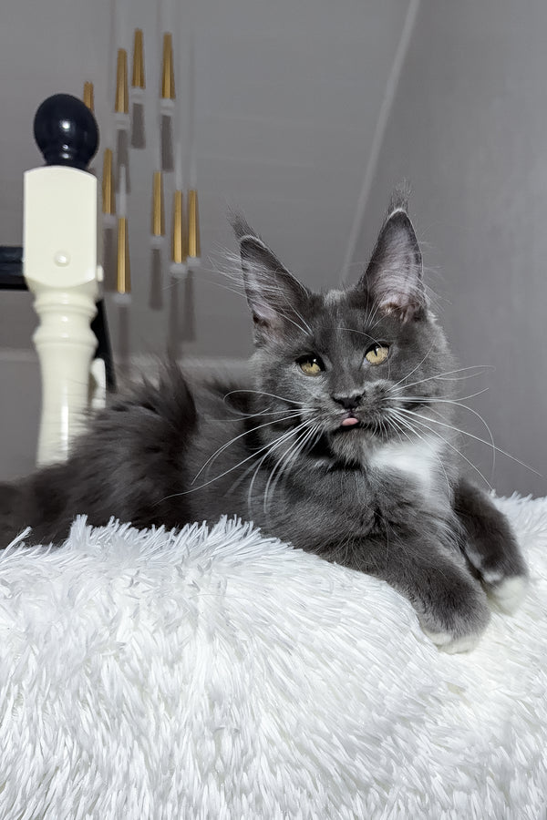Viking | Maine Coon Kitten