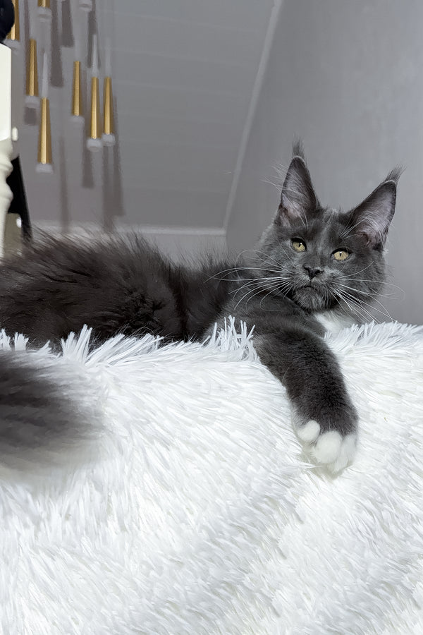 Viking | Maine Coon Kitten