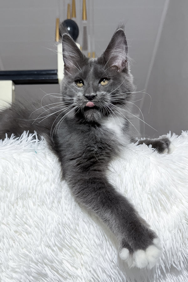 Viking | Maine Coon Kitten