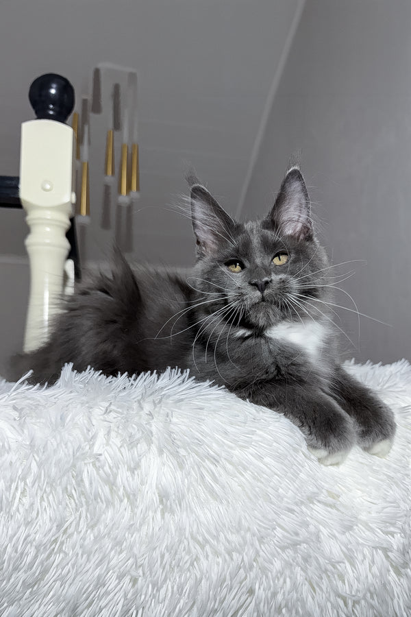 Viking | Maine Coon Kitten