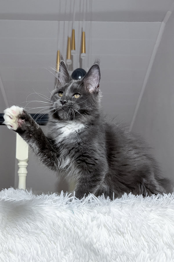 Viking | Maine Coon Kitten