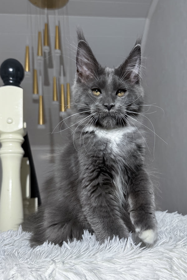 Viking | Maine Coon Kitten