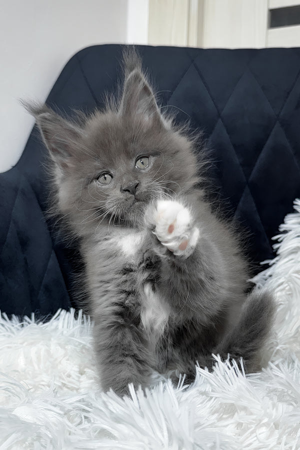 Viking | Maine Coon Kitten