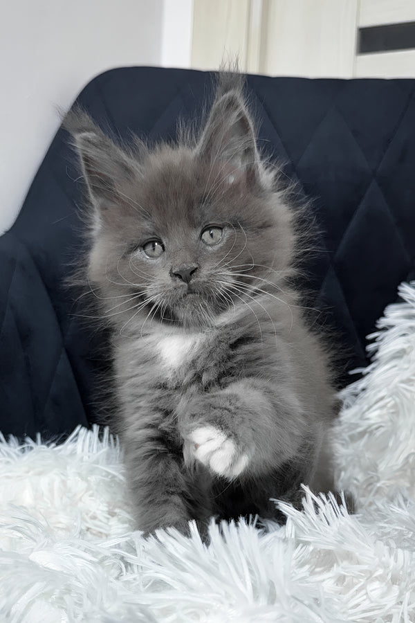 Viking | Maine Coon Kitten