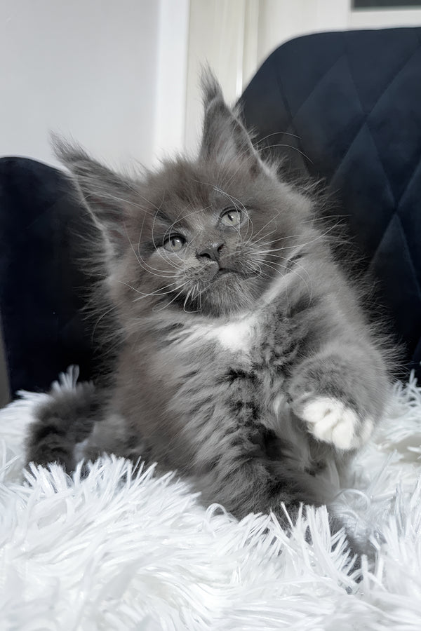 Viking | Maine Coon Kitten