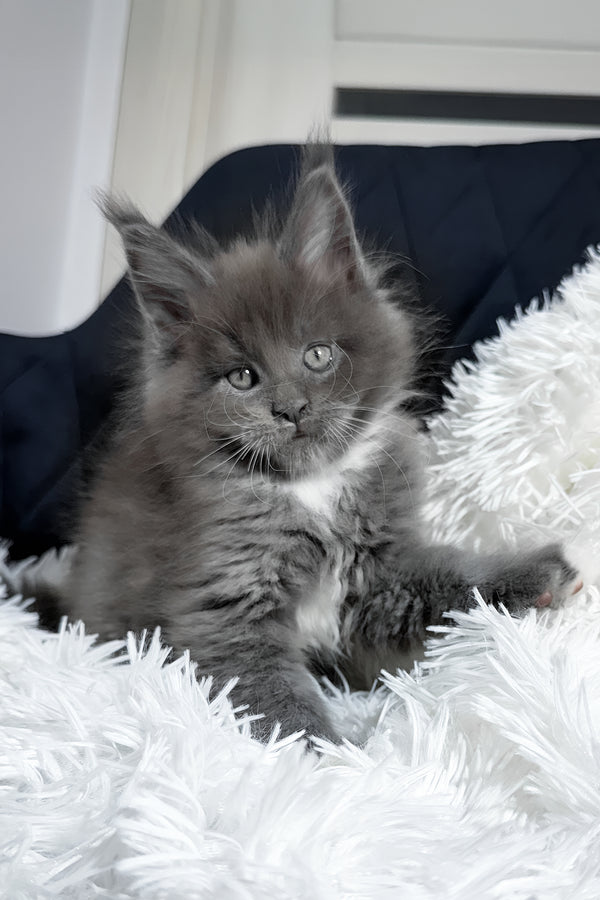 Viking | Maine Coon Kitten