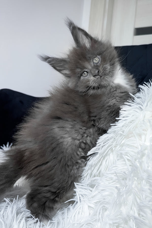Viking | Maine Coon Kitten