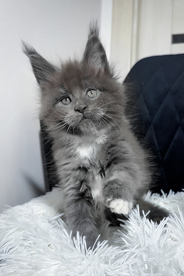 Viking | Maine Coon Kitten
