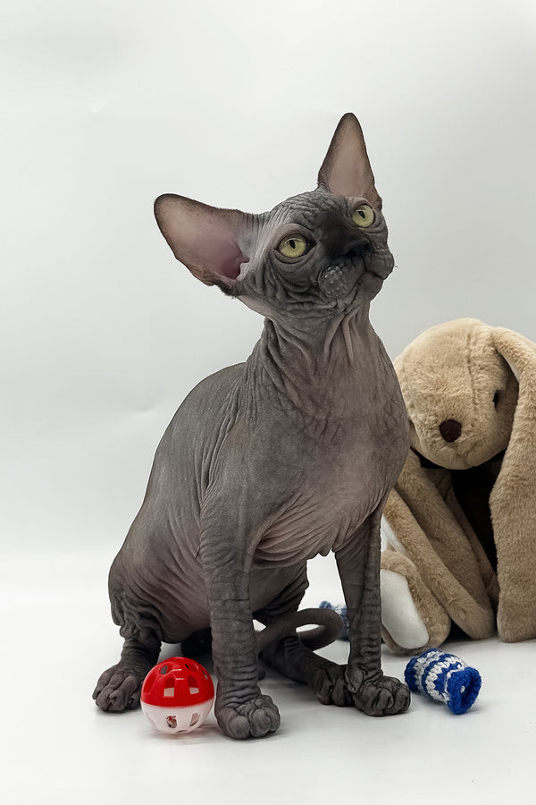 Viktor | Canadian Sphynx Kitten