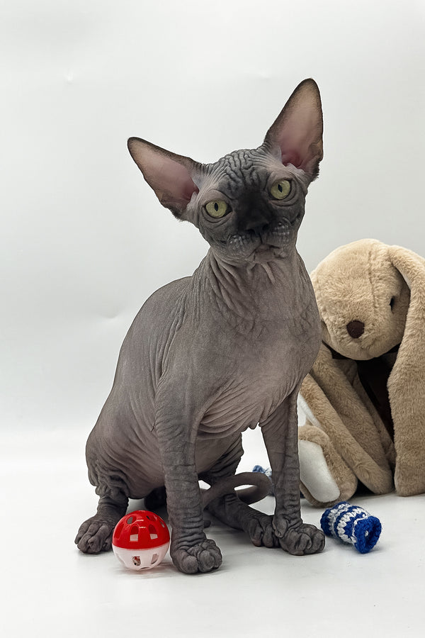 Viktor | Canadian Sphynx Kitten