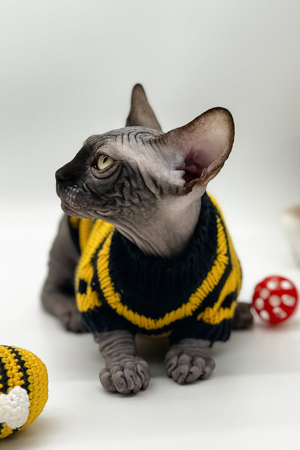 Viktor | Canadian Sphynx Kitten