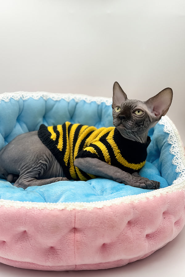 Viktor | Canadian Sphynx Kitten
