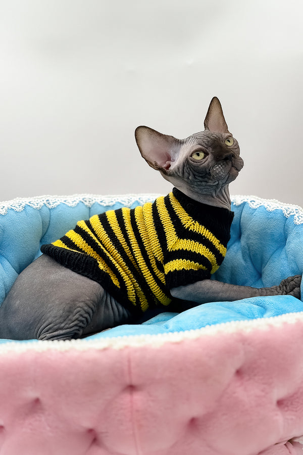 Viktor | Canadian Sphynx Kitten