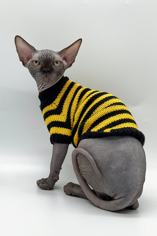 Viktor | Canadian Sphynx Kitten