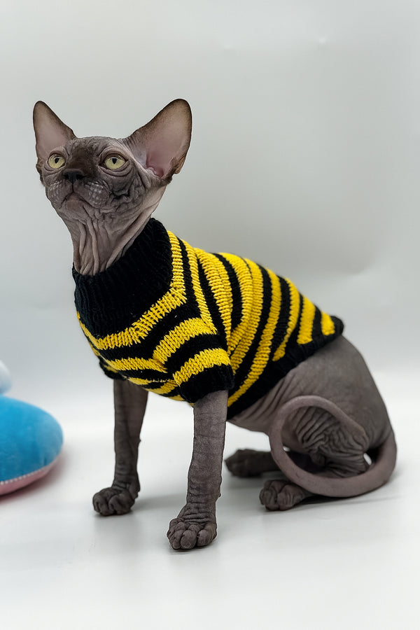 Viktor | Canadian Sphynx Kitten