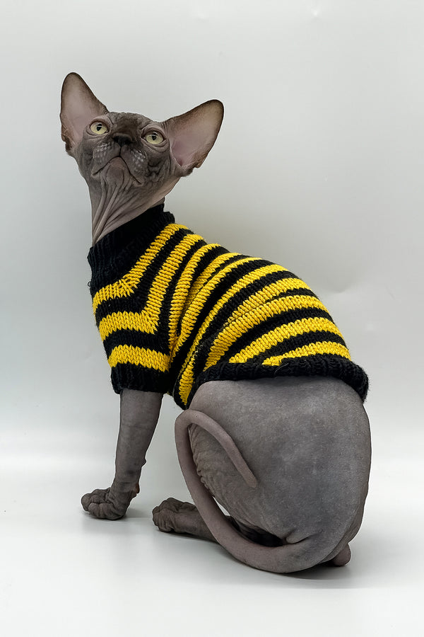 Viktor | Canadian Sphynx Kitten