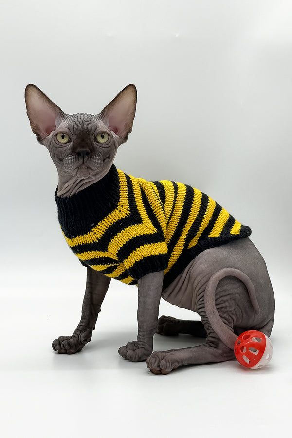 Viktor | Canadian Sphynx Kitten